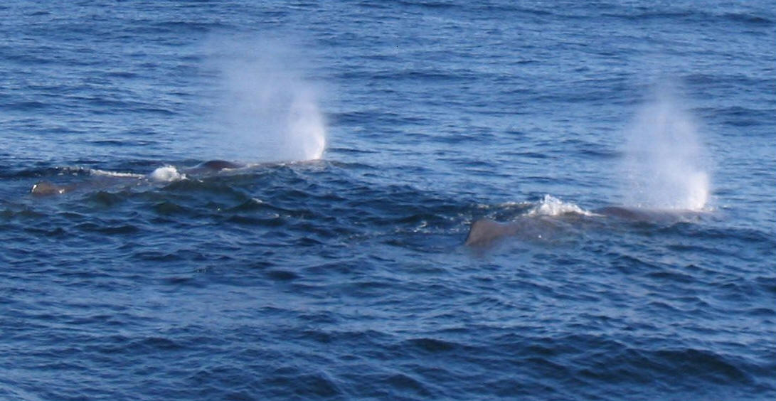 Vesteralen Lofoten Orcas und Pottwale Norwegen orca killerwal
